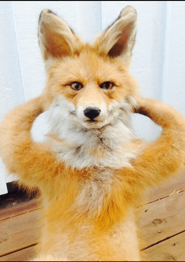 tete de renard empaillé