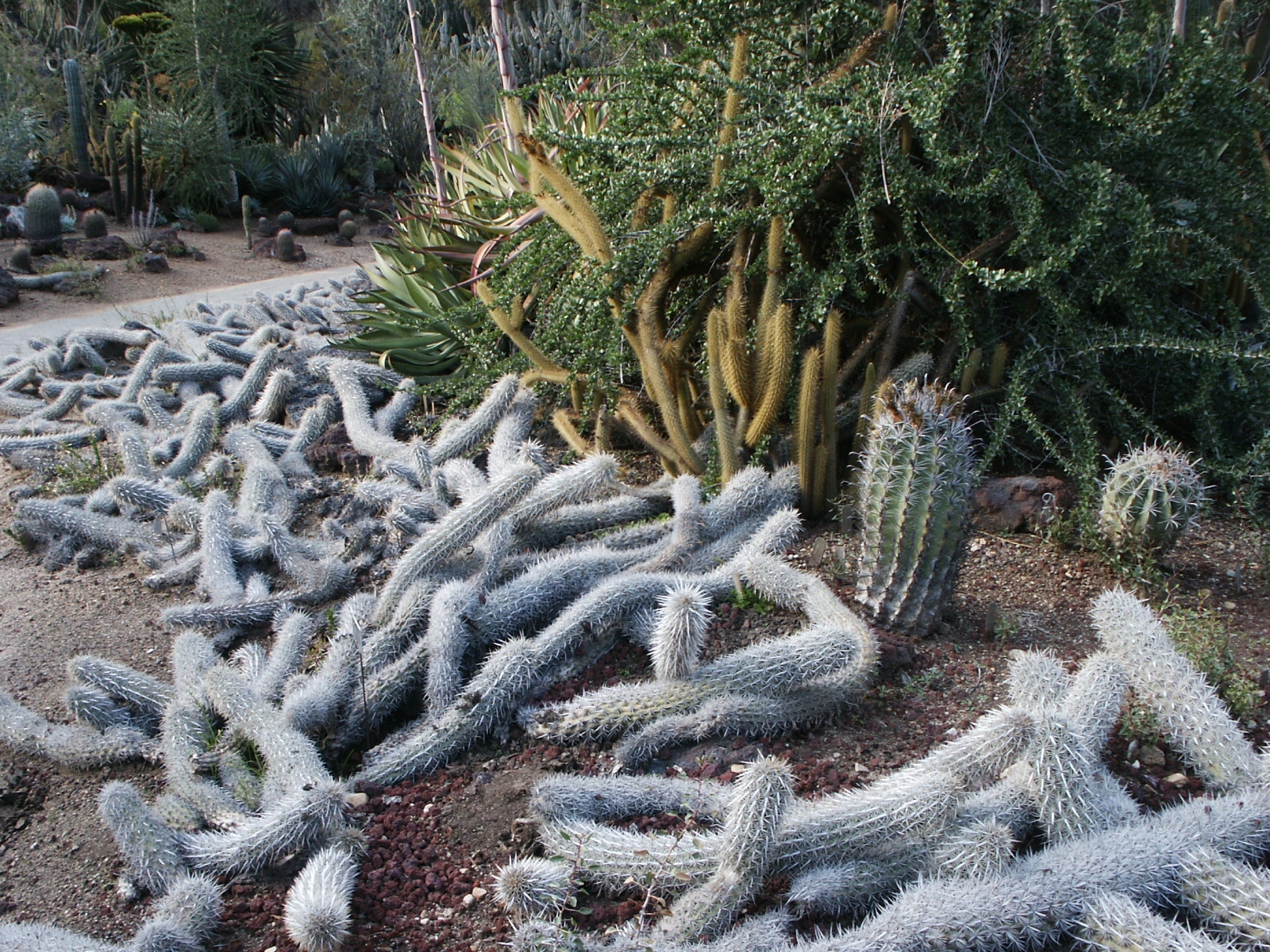 creeping devil cactus