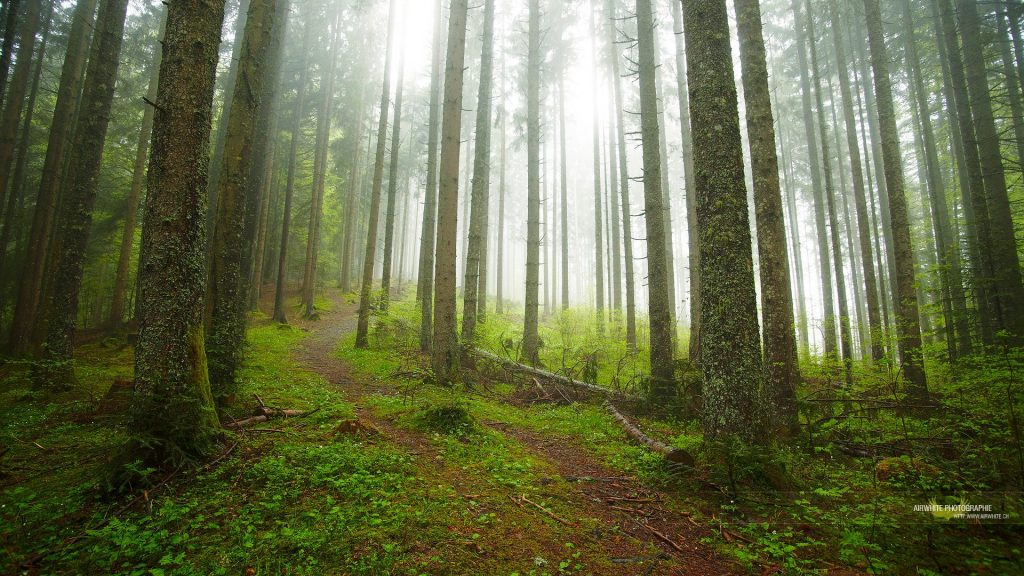 en forêt