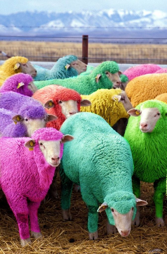 sheep color