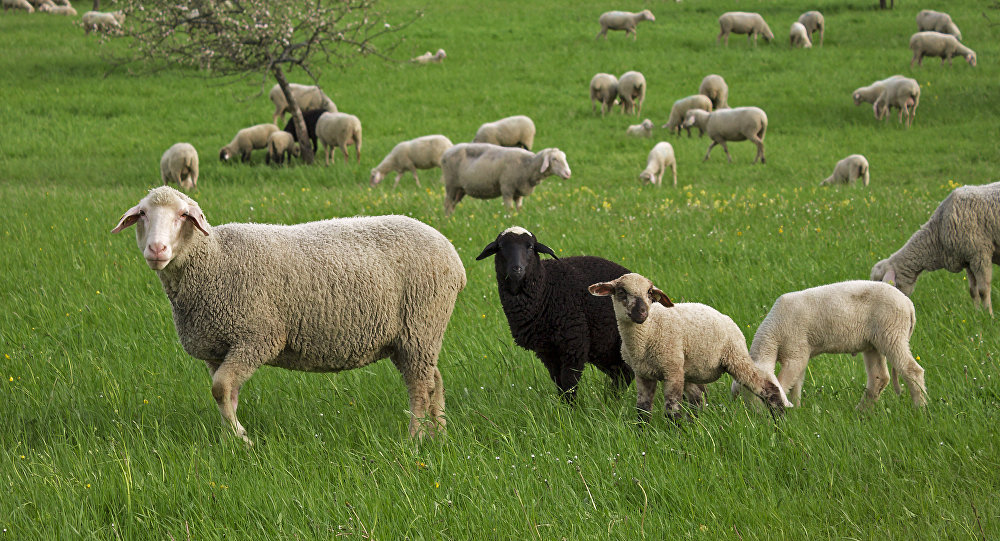 mouton qui a tué glenn