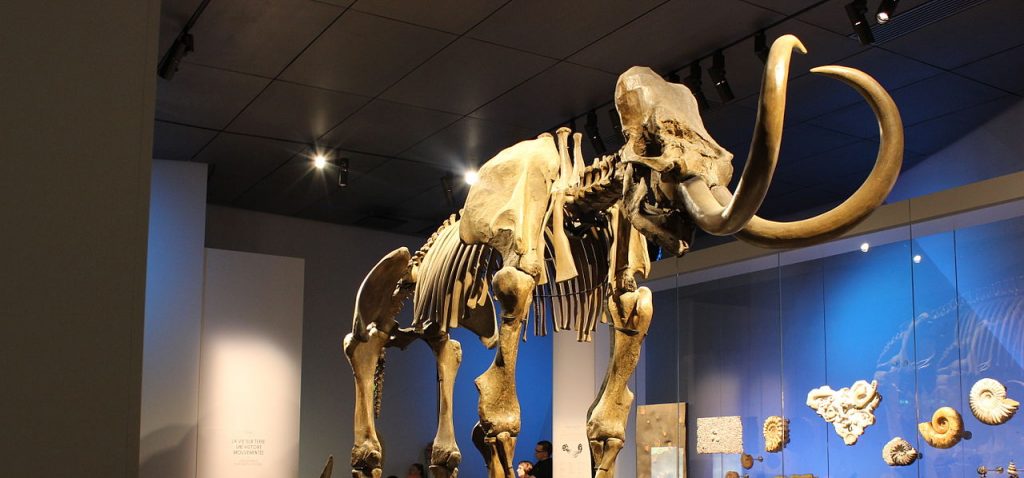 Le Mammouth de Choulans