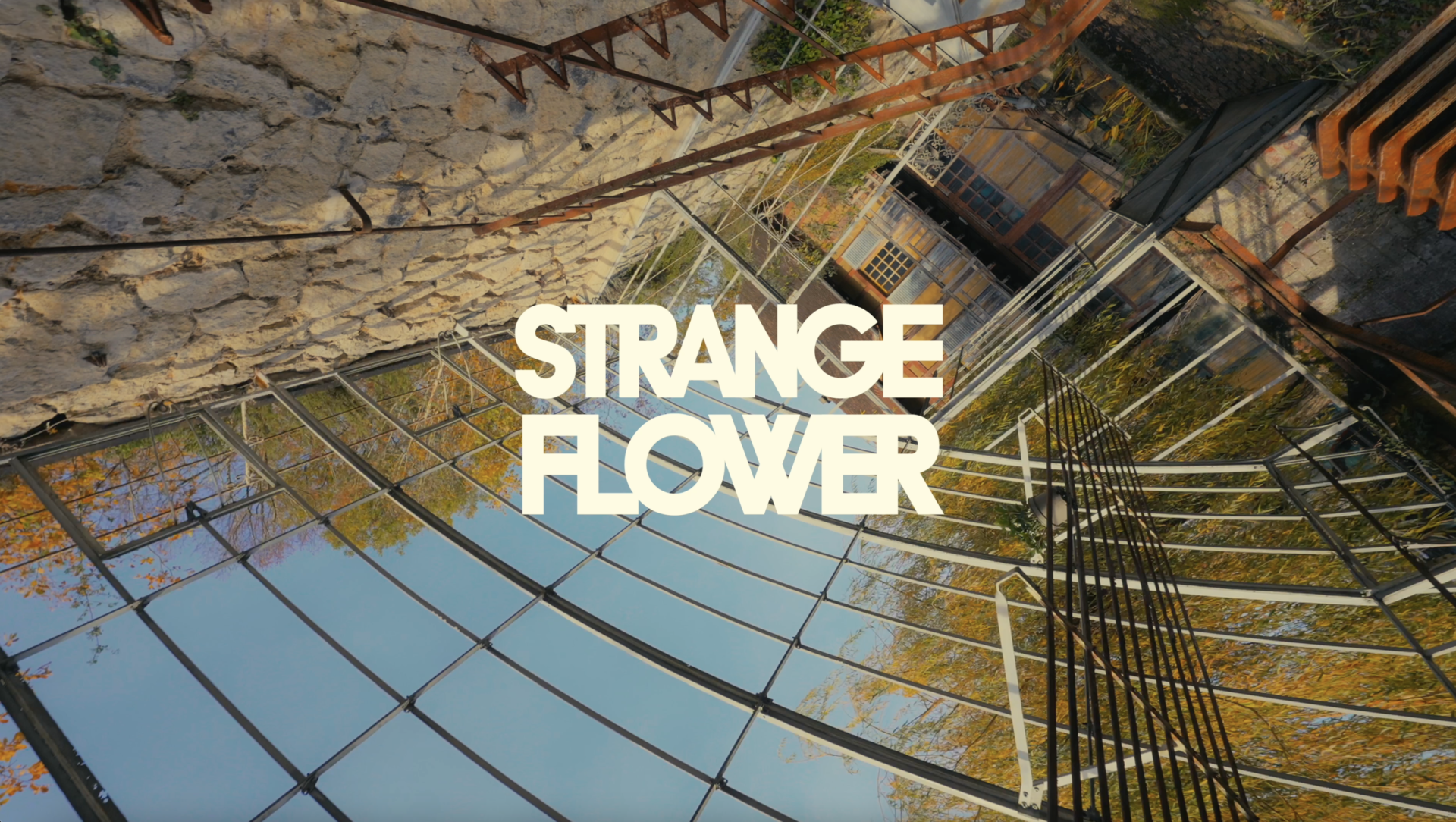 Balm, strange flowers