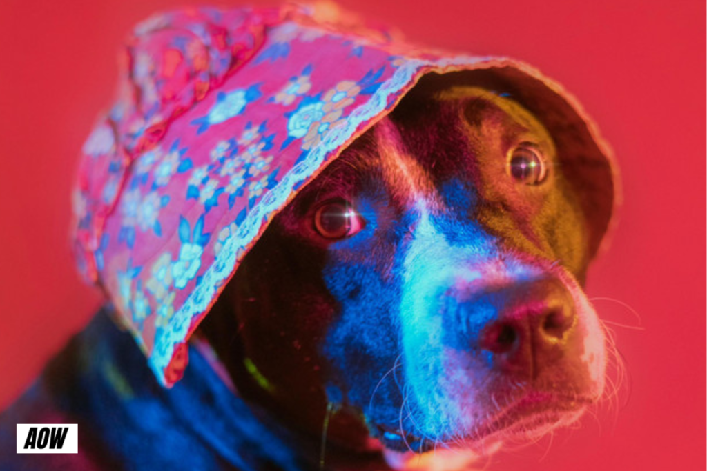 Stripes balance une pépite pleine d'émotion avec “Forever, It Won’t Change”