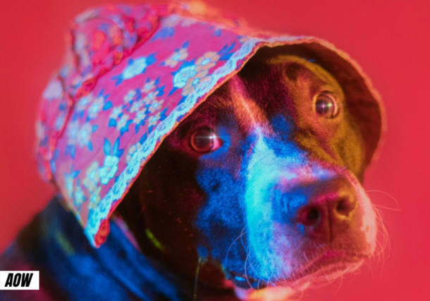 Stripes balance une pépite pleine d'émotion avec “Forever, It Won’t Change”