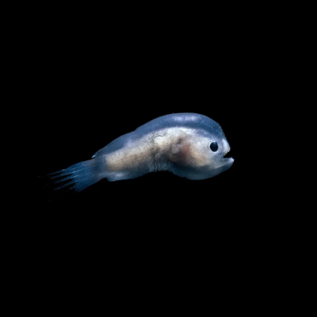 Knifefish